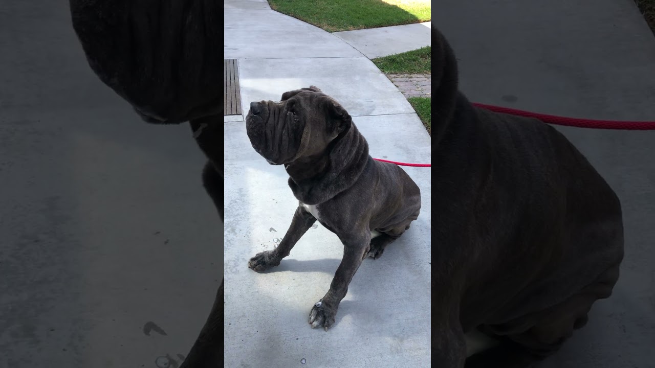 Enlarge OBERON, a Adoptable mixed breed in Upland, CA video 6/6