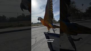 Download lagu Macaw Takes Off from Car Door and Lands Right Back! mp3