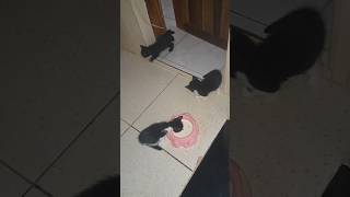 hora do lanchinho #miaumiau #gatosfofos #gatos