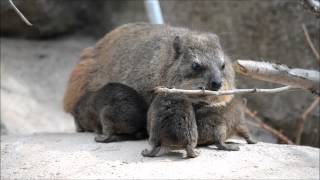 Four baby rock hyraxes have been born at Chester Zoo