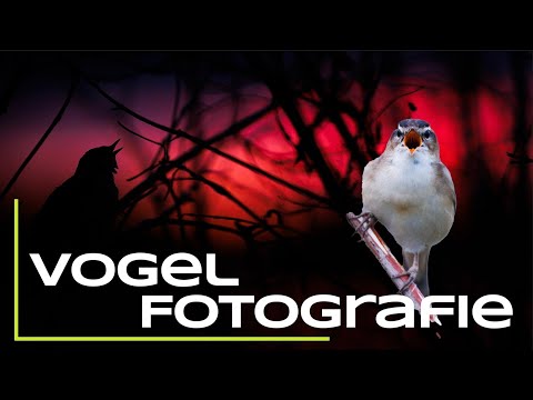 Vogelfotografie zu Sonnenaufgang - Von 135mm bis 1200mm - Naturfotografie Tipps & Tricks