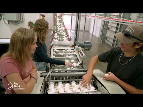 Egg Quality Assurance on Manitoba Egg Farms