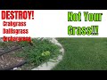 DIY How to KILL, identify and treat Crabgrass, Dallisgrass and Orchardgrass