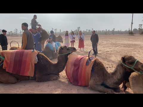 Camel ride in Marrakech