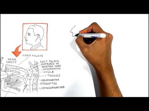 The Oral Cavity (anatomy,physiology, pathology)