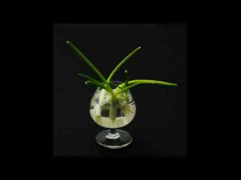 Milt Buckner - Green Onions