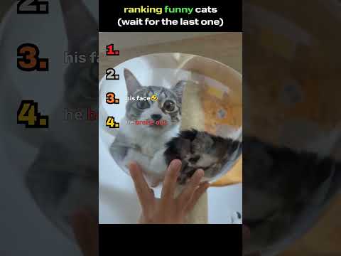 ranking funny cats #funny #kitten #cute #cat