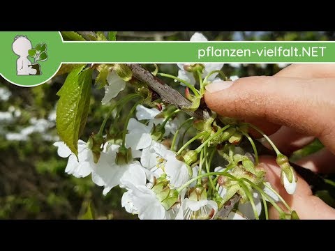 Vogel-Kirsche - Blüte/Blüten - 12.04.18 (Prunus avium) - Baum-/Strauch-Bestimmung