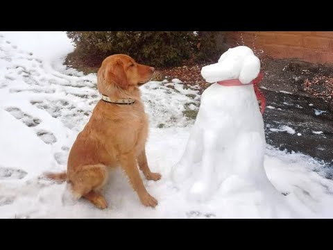 Funny Dogs Facing Their First Winter 🤣 The Funniest Animals Video 2026