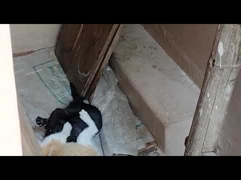 kittens playing @ my home 🐱🐈