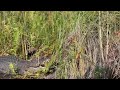 Attacked By A Crocodile In Botswana S Okavango Delta Crocodile