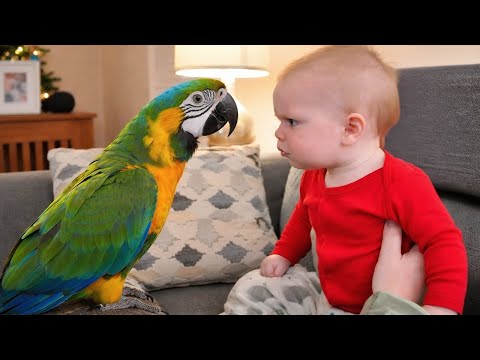 The Most Funniest Debate of the Year Between a Baby and a Talking Parrot! 🤪
