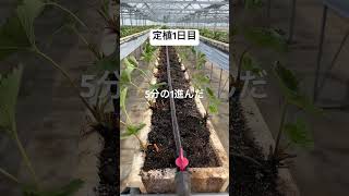 定植③定植1日目の進捗 #いちご #農業 #農協