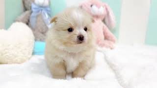 ハーフ犬の動画01