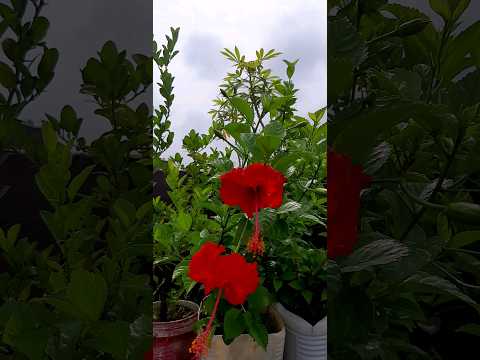 garden,flowers, plants #bhopal#youtubeshorts #ytshorts #shorts #mukund