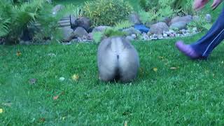 BLACK KINDOM GARDENIA CHANEL (red female, 55 days)