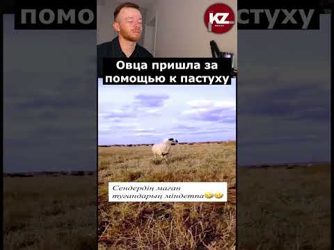 Овца пришла за помощью к пастуху