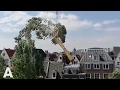 Omgewaaide boom de lucht in