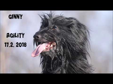 GINNY  - trénink agility 17.2.18