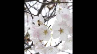 Savoy Brown: Love Me Please