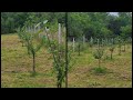 Tăierile In Verde și De Formare La Prunii Tineri