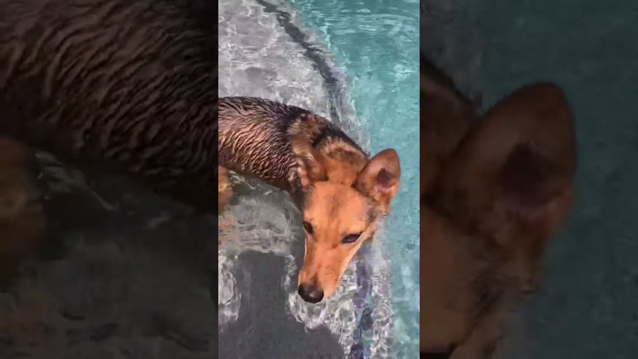Tukee, a Adoptable mixed breed in Phoenix, AZ video 6/6