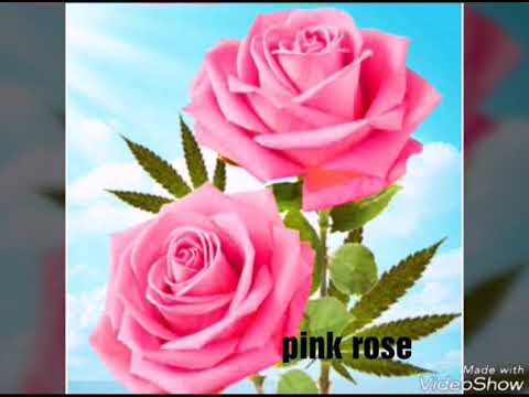 Top six type of roses