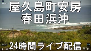 屋久島 春田浜タイドプール沖
