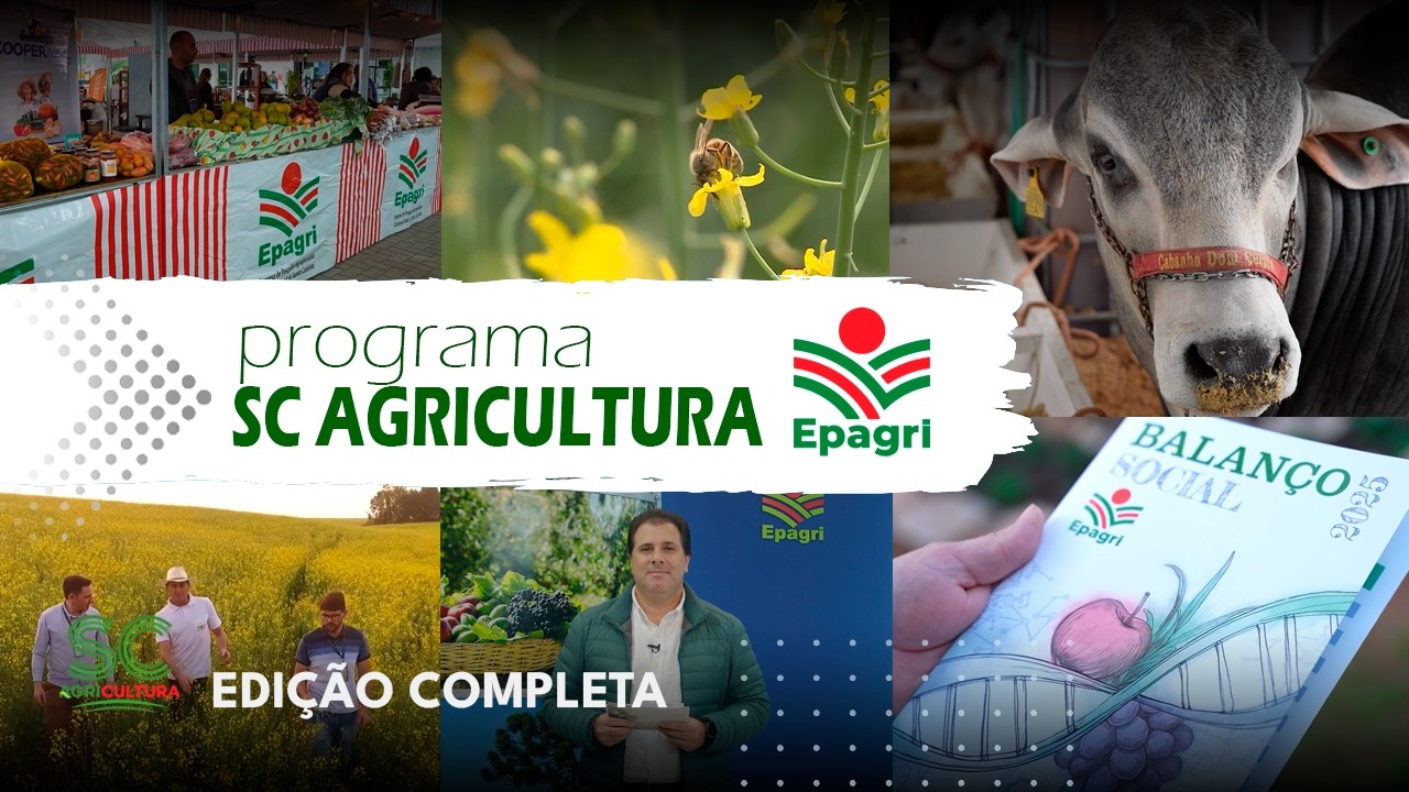 SC Agricultura: Balanço Social Epagri, Feira de Tubarão e Canola/Apicultura