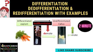 Difference between Differentiation, Dedifferentiation & Redifferentiation with examples