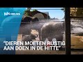 Zomer in Artis: ijsjes voor wasberen en olifanten onder koude douche