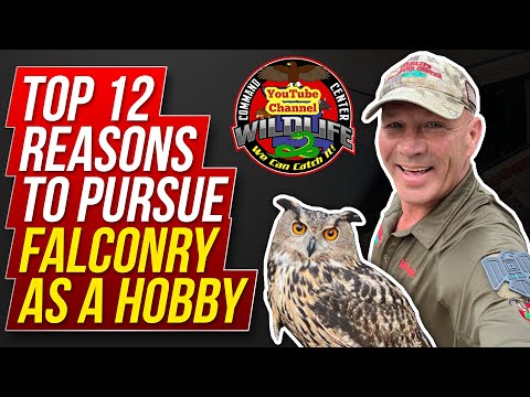 3.6 Top 12 Reasons to pursue Falconry as a Hobby! #falconry #birdsofprey