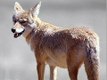 Forest Animal Sounds For Kids Kids Learning Videos