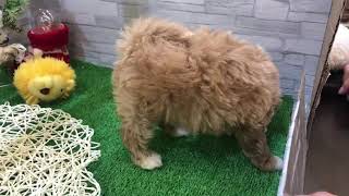 ハーフ犬の動画01