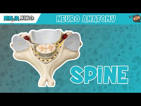 Anatomy of the Spine | Model