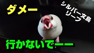 部屋を出て行こうとする飼い主を止めるシルバー文鳥