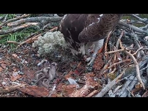 Three cute chicks ready for another breakfast | #1 Sääksilive (Osprey Cam) Jun 5, 2025