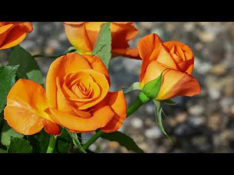 💚🎵 Sanah - NIC DWA RAZY / W. Szymborska