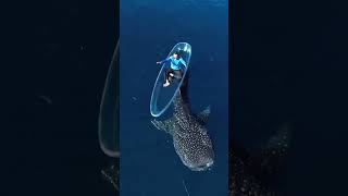 Download lagu #ustadzabdulsomad #uas mp3 Download lagu #ustadzabdulsomad #uas mp3