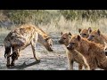 How Hyenas Breeding And Giving Birth In The Wild