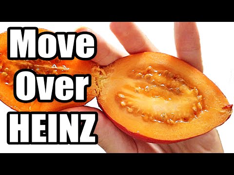 TAMARILLO KETCHUP : Is It Better Than Tomatoes? (Tree Tomato) - Weird Fruit Explorer