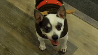 Rudolph the Red-Nosed Reindeer Head Chihuahua