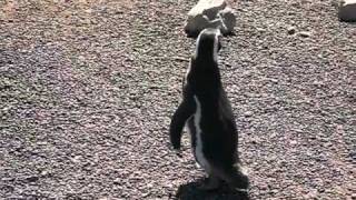 The Adventure Travel Gal:  Penguins in Argentina!
