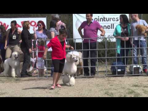 43è Concurs Caní d'Igualada