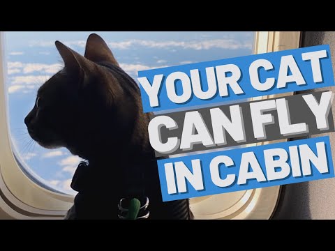 FLYING WITH MY CAT to Europe - Plan a Plane trip with your cat