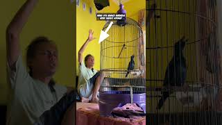 Download lagu burung Cucak Keling gacor teler nembak mbeset rapat #burung #kicaumania #qinarabanyuwangi mp3