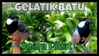 Download lagu Suara Pikat Gelatik Batu anti Zonk | Pancingan Ampuh Gelatik Batu Ngalas Wucit mp3