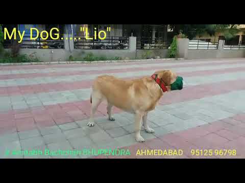 BHUPENDRA DETHALIA (wo) 95125 96798 Mo.9426415775 Jr.Amitabh Bachchan AHMEDABAD GUJARAT My Dog LIO