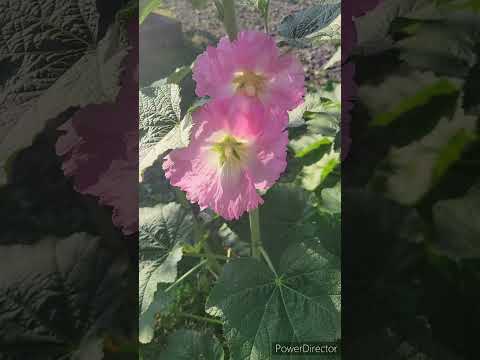 タチアオイの種を集めるのに最適な時期はいつですか?なぜそれを自己播種させないのでしょうか？  庭園