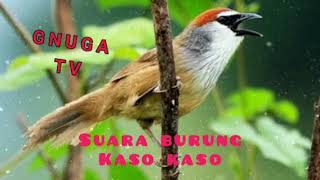 Download lagu Untuk mikat burung kaso-kaso tepus glagah mp3